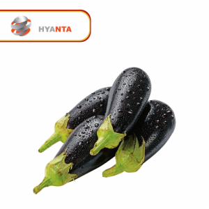 Aubergine noire (lot de 2)